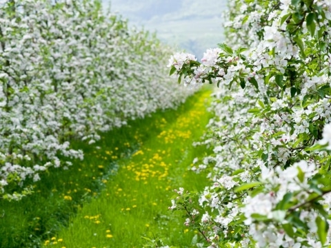 Blühende Apfelbäume in Südtirol