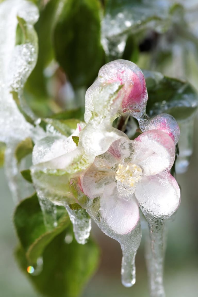 Eisschicht über Apfelblüte